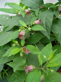 atropa belladonna vir.jpg